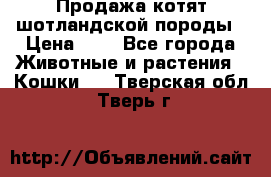 Продажа котят шотландской породы › Цена ­ - - Все города Животные и растения » Кошки   . Тверская обл.,Тверь г.